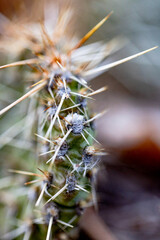 Macro Cactus