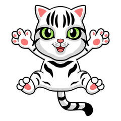 Cute american short hair cat cartoon