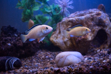 Lemon Yellow Fish in Aquarium (Yellow Prince Cichlid) 