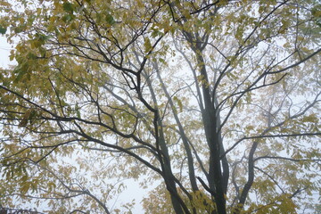 とても濃い霧の朝を迎えて