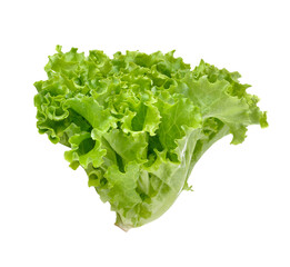 Fresh green lettuce isolated on transparent png - obrazy, fototapety, plakaty