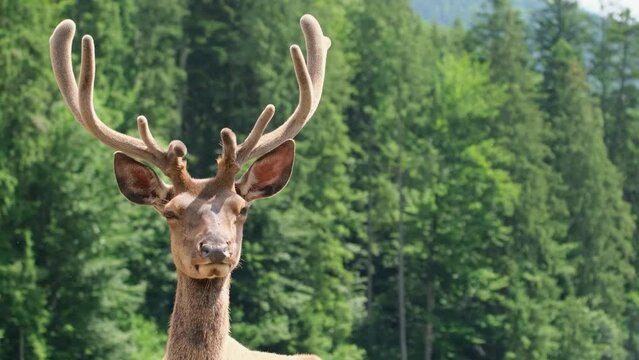 Deer with big horns with blurred forest in the background. Beautiful wildlife video.