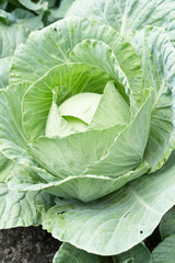 Fototapeta na wymiar Forks of cabbage growing in the vegetable garden
