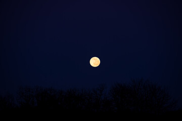 Moon and black silhouettes of trees on a blue green sky background.Moonlight night.moon background. Round yellow moon. Beautiful night nature background.Gloomy dark mystical background 