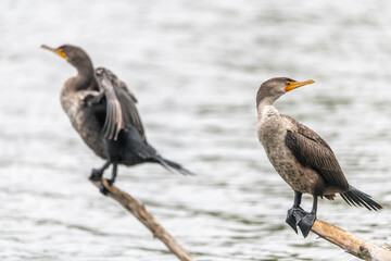 Double-crested Cormorant (Phalacrocorax auritus) perches on a log at the Sepulveda Basin Wildlife Reserve, Los Angeles, CA.