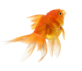 gold fish isolated on  transparent png