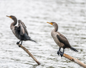 Double-crested Cormorant (Phalacrocorax auritus) perches on a log at the Sepulveda Basin Wildlife Reserve, Los Angeles, CA.