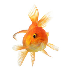 gold fish isolated on  transparent png