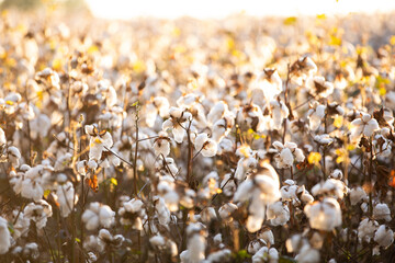 Cotton Field