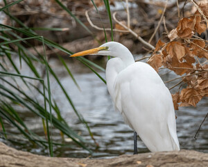 A Great Egret (Ardea alba) searches for food at the Sepulveda Basin Wildlife  Reserve in Van Nuys, CA.