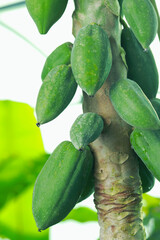Unripe papaya fruits growing on tree outdoors, closeup view