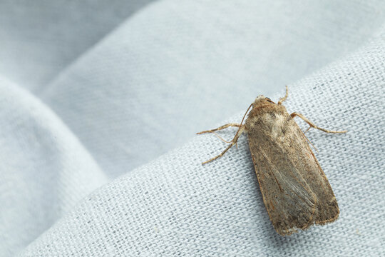 Paradrina clavipalpis moth with pale mottled wings on white cloth