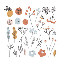 Fototapeta na wymiar Set of winter themed fruit and botanical elements. Hand drawn vector illustrations.