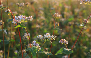 Fototapeta premium Many beautiful buckwheat flowers growing in field on sunny day, closeup