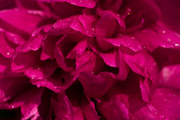 Close up beautiful fresh magenta background with flowers. Plant with selective focus.