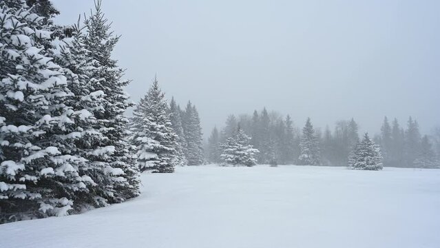 Cold looking winter scene of snow-covered spruce trees in an open field with heavy snow continuing t fall.
