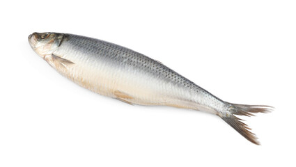 Whole delicious salted herring isolated on white