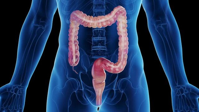 3d rendered medical animation of a man's large intestine