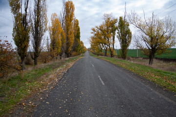 Empty road leading to the horizon with autumn trees on the sides
