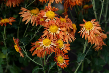 flower in the garden