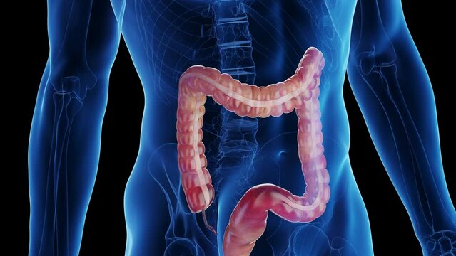 3d rendered medical animation of a man's large intestine