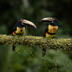 Costa Rica tucan Aracari. 