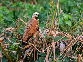 Black-collared Hawk perched on plants