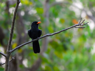 Black-fronted Nunbird perched on tree branch against green leaves