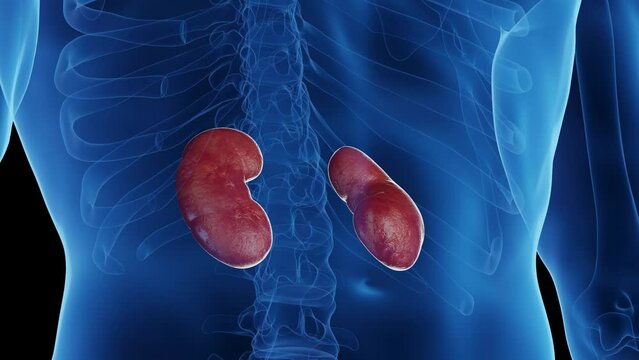 3d rendered medical animation of a man's kidneys