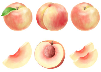 水彩で表現した桃のイラストセット／Peach illustration set expressed in watercolor