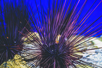 underwater view Kyoto aquarium, Kyoto, Japan