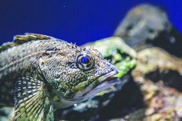 underwater view Kyoto aquarium, Kyoto, Japan