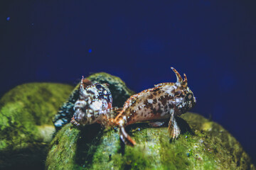underwater view Kyoto aquarium, Kyoto, Japan