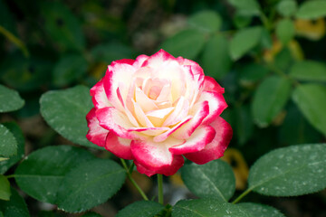 Red and White Rose