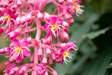 close up of a pink flower