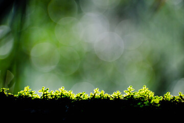 pequeñas hojas hierbas y musgos en primer plano con fondo del bosque desenfocado con luz del sol iluminando