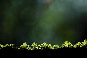 pequeñas hojas hierbas y musgos en primer plano con fondo del bosque desenfocado con luz del sol iluminando