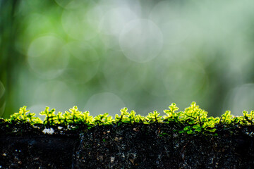 pequeñas hojas hierbas y musgos en primer plano con fondo del bosque desenfocado con luz del sol iluminando