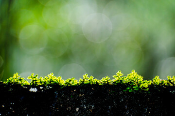 pequeñas hojas hierbas y musgos en primer plano con fondo del bosque desenfocado con luz del sol iluminando