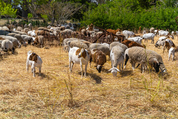 Herd of goats and sheep graze on the farm.