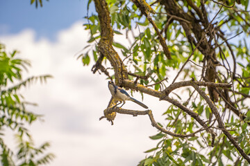 Western Scrub Jay (Aphelocoma Californica) sits on a branch.