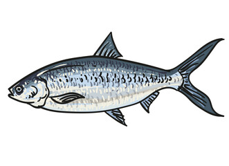 hand draw fish collection background element set vector illustration clip art