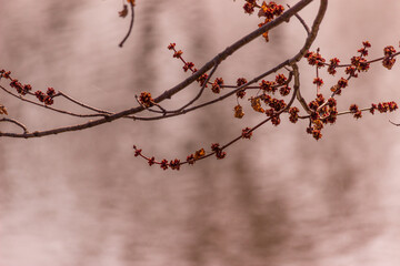 Beautiful Red Maple Buds by Ottawa River