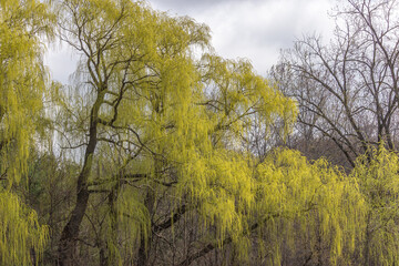 Beautiful Weeping Willow Tree in the spring ottawa
