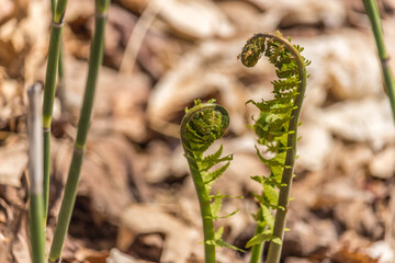 beautiful green fern bud in spring at Ravine