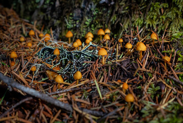 Mushrooms growing in the forest
