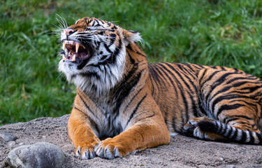 Tiger growls while laying down on a rock