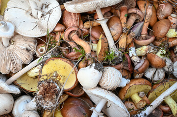 Basket full of raw mushrooms picked in nature. Fresh raw mushroom.  Boletus, champignon, parasol.
