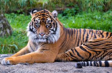Tiger stares into the camera