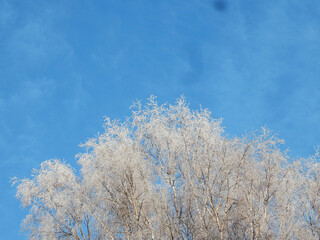 winter snow covered trees against the blue sky, copy space